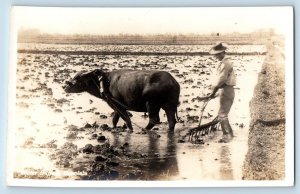 Honolulu Hawaii HI Postcard RPPC Photo Water Buffalo Scene Filed Mud Farming