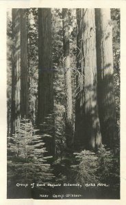 Postcard RPPC California Group Giant Sequoia Redwoods Belch Park 23-3631