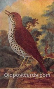 Wood Thrush Unused 