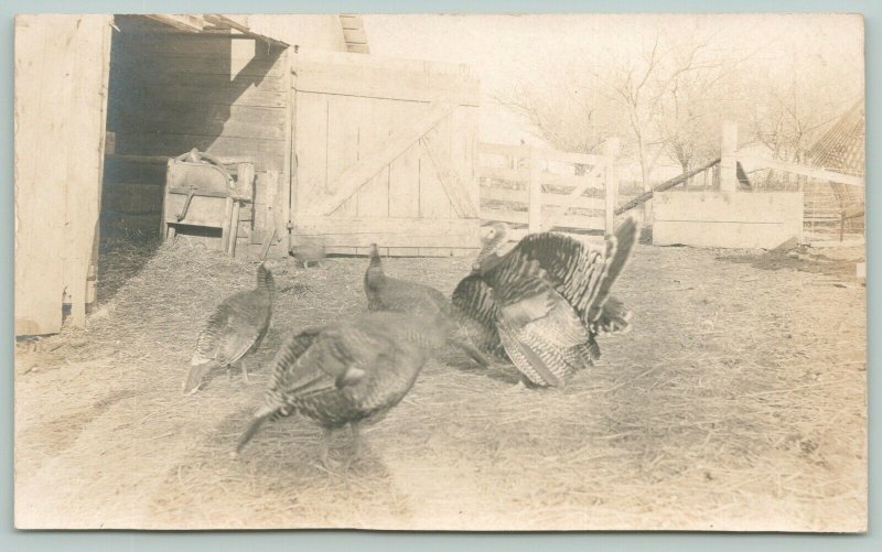 Real Photo Postcard~Farm Turkeys in Barnyard~Hens & Full Fan Tom~1908 RPPC 