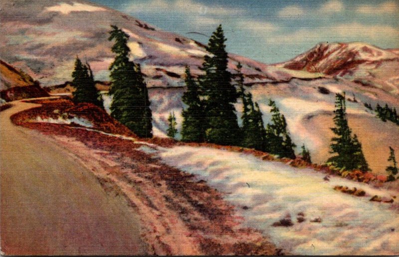 Colorado Rocky Mountains Timberline In The Rockies1952 Curteich