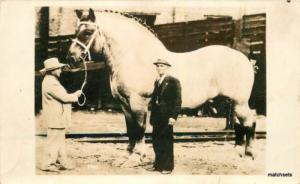 c1930 World's largest Horse RPPC Real Photo Brooklyn Supr...