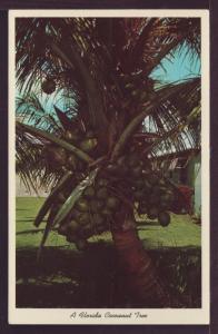 Florida Cocoanut Tree Post Card 3305