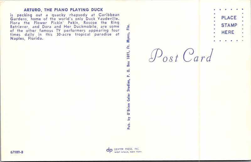 Postcard ANIMAL SCENE Naples Florida FL AM8265