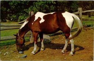 Greetings from Rhinebeck NY, View of Horse Grazing Vintage Postcard K41