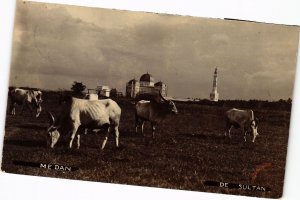 PC REAL PHOTO MEDAN DE SULTAN COWS INDONESIA (a29488)