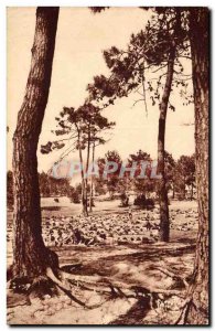 Tablea House Ile d & # 39Oleron Old Postcard Napping under the pines