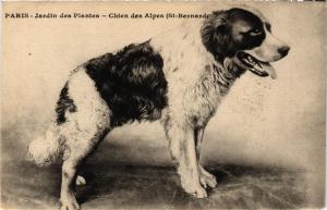 CPA AK Chien des Alpes, St.Bernard DOGS (729604)