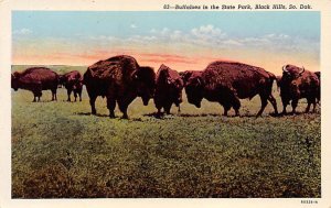 Buffaloes in the State Park Black Hills, South Dakota, USA Buffalo Unused 