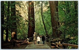 Postcard - Muir Woods National Monument - Mill Valley, California