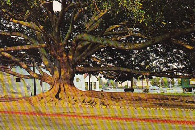 Moreton Bay Fig Tree Santa Barbara California