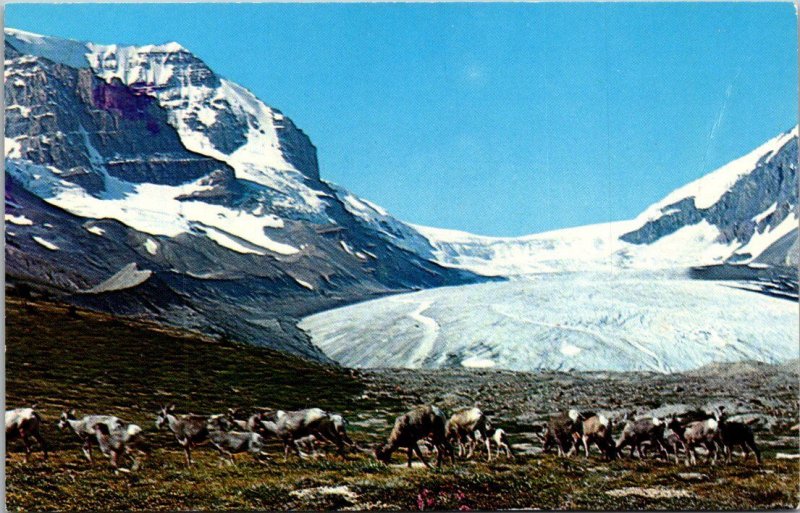 Canada Columbia Icefield Mountain Sheep Feeding In Alpland Area