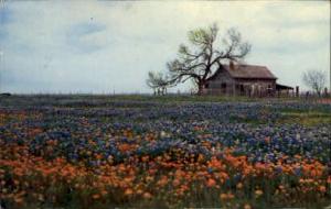 Bluebonnets Misc TX 1958