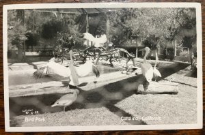 Vintage Postcard 1930's Bird Park Catalina California *REAL PHOTO* (CA)