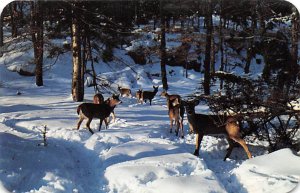 Deer in Central Adirondacks Old Forge, NY, USA Deer Unused 