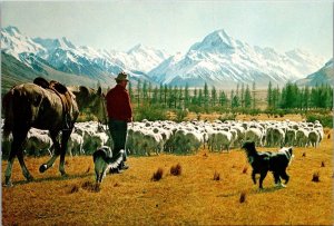 New Zealand Canterbury Glentanner Station Mustering Sheep & Mount Cook In Back