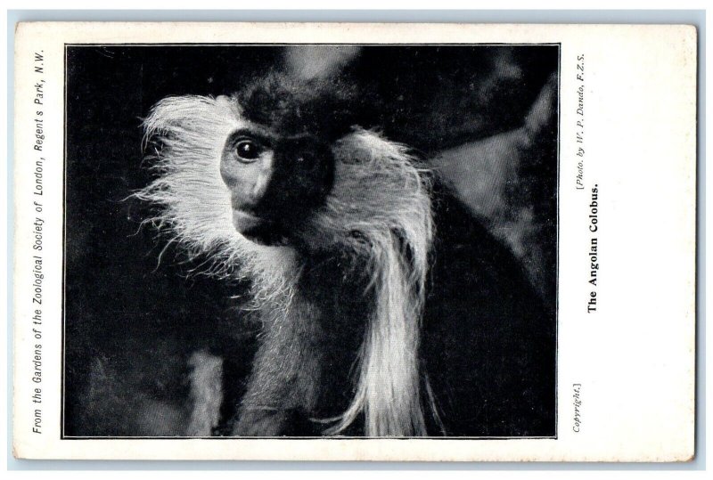c1920 Angolan Colobus Garden Zoological Society London Vintage Antique Postcard
