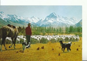 New Zealand Postcard-Glentanner Station,Mustering Sheep.Posted 1995 - Ref 18807A