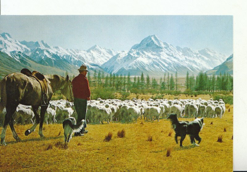 New Zealand Postcard - Glentanner Station - Mustering Sheep - Ref 18807A 