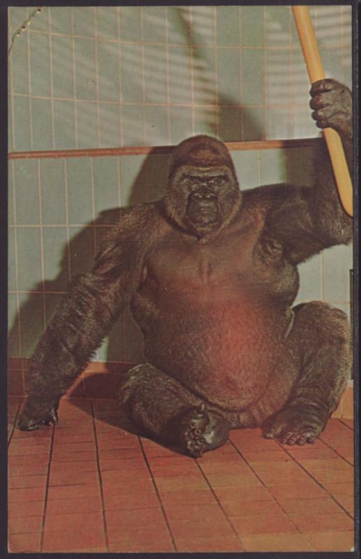 Lowland Gorilla Samson,Milwaukee Zoo,WI Postcard