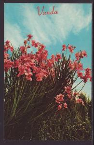 Vanda Orchids,Hilo,HI Postcard