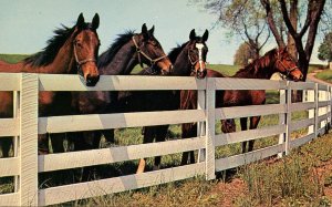 Horse Gathering