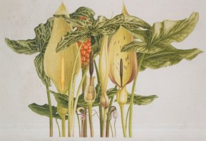 Pandora Sellers Arum Lillies Botanical Art Exhibition Postcard