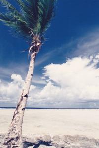 Micronesia Pohnpei Beautiful Beach Scene With Palm