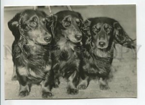 465677 USSR 1961 year photo of Eric Tylinik long-haired dachshund dog postcard