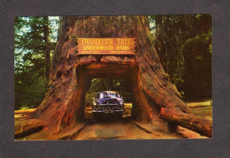 CA Drive Thru Tree Park Redwood Trees Forest Leggett California Chandelier