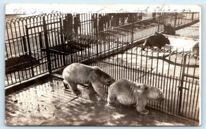 RPPC CHICAGO, Illinois IL ~ Polar Bears LINCOLN PARK ZOO ca 1910s  Postcard
