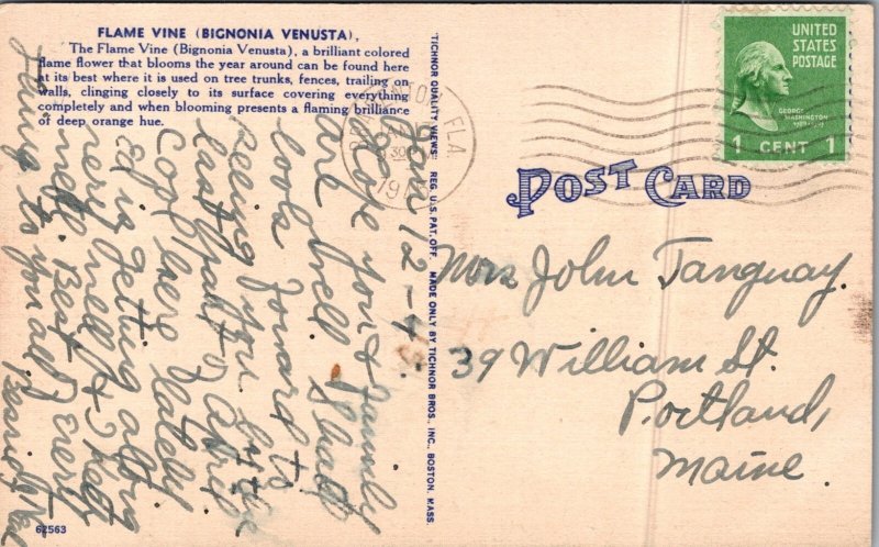 Flame Vine Bignonia Venusta Red Flowers Fence Windmill Postcard