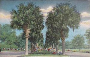 Georgia Savannah Victory Drive