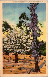 North Carolina Southern Pines Wisteria and Dogwood 1949 Curteich