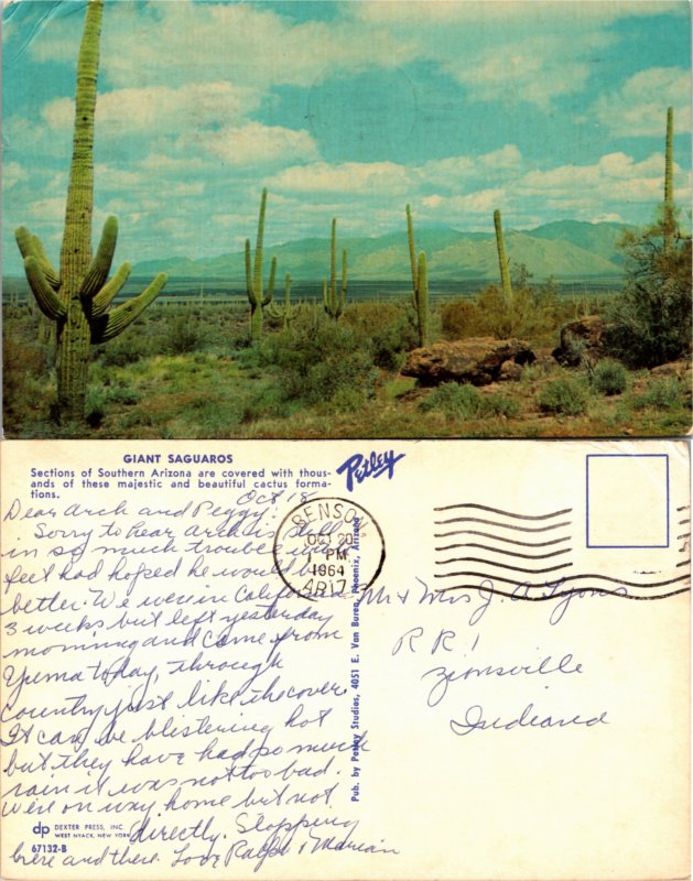 Saguaros, Arizona (22595