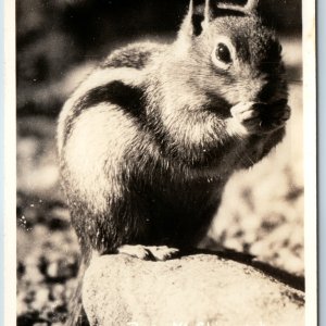 c1950s Rocky Mountain Park, CO RPPC Cute Chipmunk Closeup Eating Real Photo A199