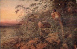 TUCK Game Birds c1910 Postcard PHEASANTS ROOSITING