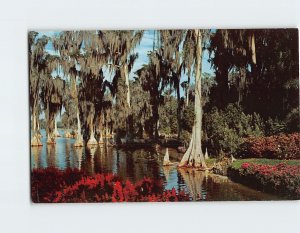 Postcard Cypress trees in Lake Eloise at Floridas Cypress Gardens Florida USA