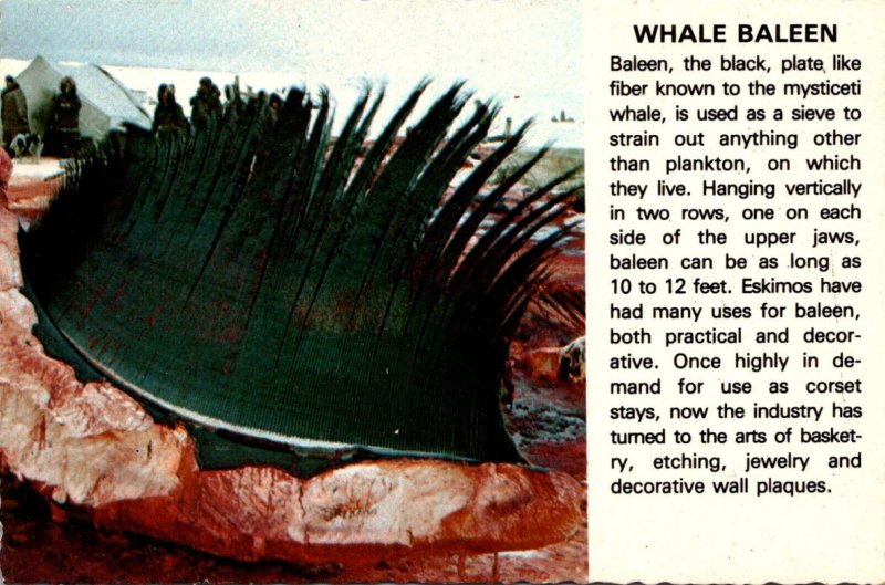 Alaska Arctic Whale Baleen