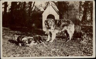 Scotch Collie Dog & Puppies Dog House c1910 Real Photo Po...