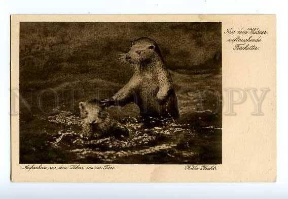 127032 Emerging from the water otter Vintage Kathe Hecht PC