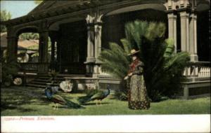 HONOLULU HI Prinzess Kaiulani PEACOCKS c1910 PC