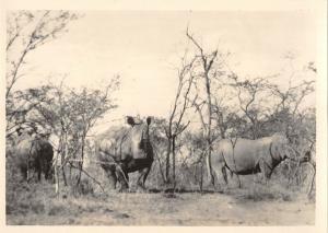 BR88940 rhino rhinoceros family kruger   real photo south africa  animal animaux