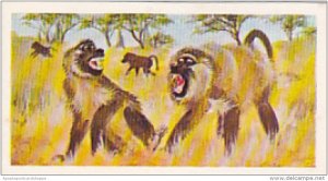 Brooke Bond Vintage Trade Card Wonders Of Wildlife 1976 No 42 Baboons Rank &a...