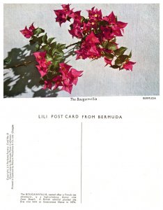 The Bougainvillia, Bermuda 7515