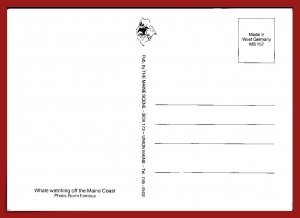 Maine - Whale Watching Off The Coast - [ME-276X]