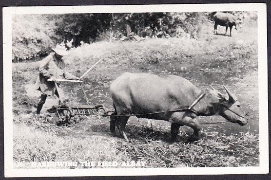 Harrowing the Field, Albay Phillipines RP 1956