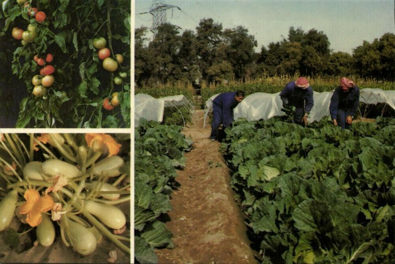 Kuwait, Kuwait City مدينة الكويت, Agriculture Farming Vegetables Fruit (1986) 1