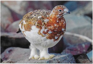 US Alaska - mint card. The Willow Ptarmigan - Alaska State bird.   Beautiful.