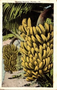 Florida Growing Bananas 1921